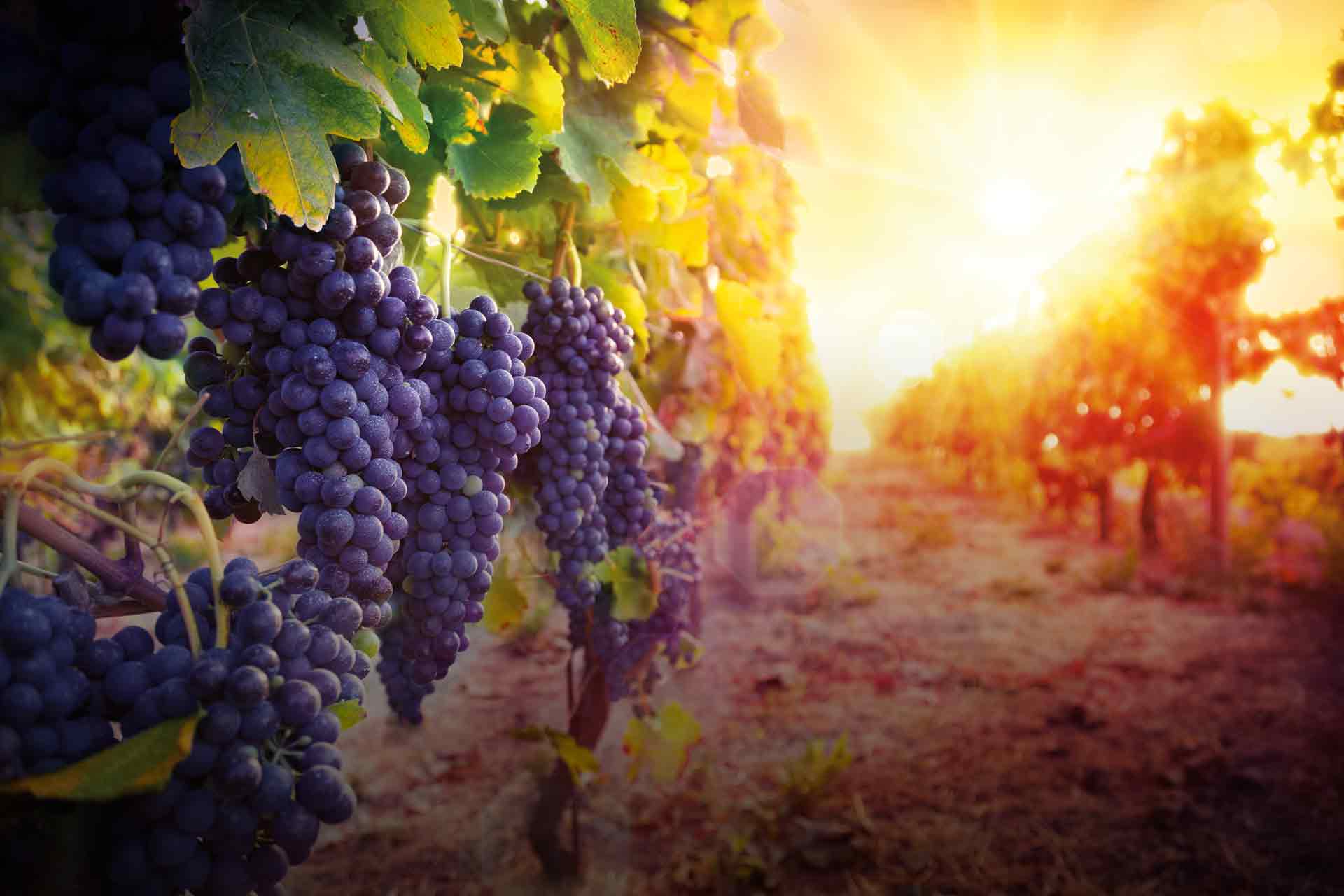 Weintraube rot im Weingarten bei Sonnenuntergang