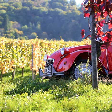 roter Käfer (Auto) steht in den Weingärten